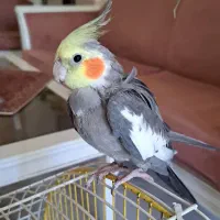 عروس هلندی سخنگوی نر
