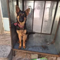 سگ ژرمن شپرد