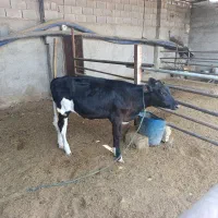فورش گوساله دورگ ماده