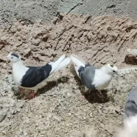 کبوتر ماده