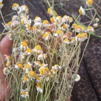چای بابونه