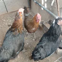 مرغ محلی اصل گلین چهل تاج