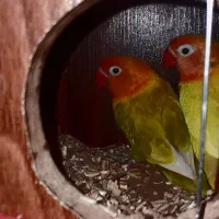 پرنده|پرنده|ماهان, |دیوار