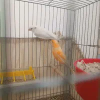 قناری نر ماده با جوجه