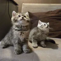 بچه گربه ملوس