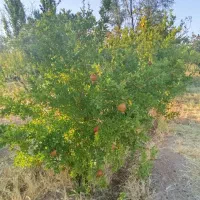 ده جریب زمین کشاورزی و باغداری