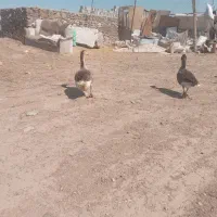 ۳ عدد غاز ماده