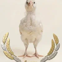 جوجه مرغ زینتی