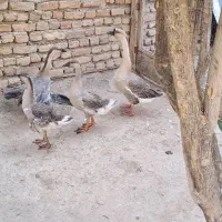 قوغاز
