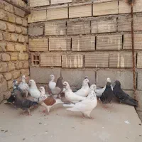 فروش کبوتر
