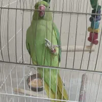 طوطی ملنگو با قفس