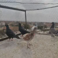 کفتر جوجه صید