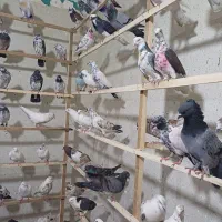کبوتر تهرانی
