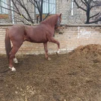 اسب یخته ۶ ساله و نریان ۵ ساله و اخته ۷