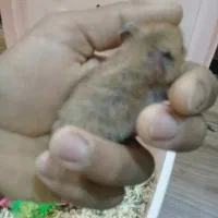 دو عدد همستر بازیگوش و سر حال نر و ماده آرام