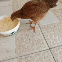 مرغ