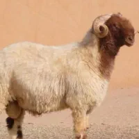 پخش   دام    زنده    سید    پرند    شبانه روزی