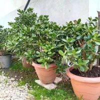 فروش گل یشم