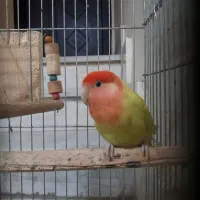طوطی برزیلی ماده
