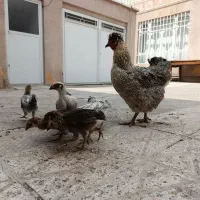 جوجه مرغ