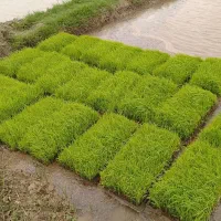 فروش نشای برنج هاشمی (توم) در شفت