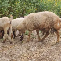 قوچ درشت