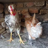 خروس|حیوانات مزرعه|رفسنجان, |دیوار