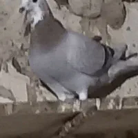 یک عدد کبوتر گگ شده