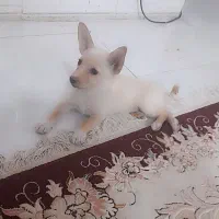 پامر