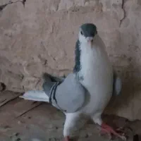سلام یک عدد نر گچی ب شرط جوان