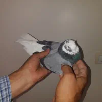 کفتر