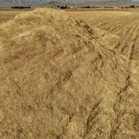 کاه گندم