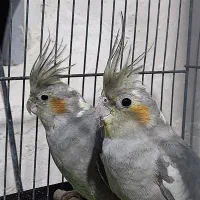 ۱جفت عروس هلندی نروماده