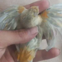 قناری نارنجی نر