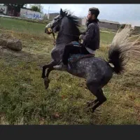 اسب کورد نیله نریان