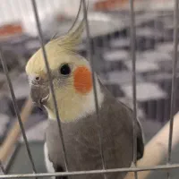 عروس هلندی