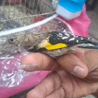 جوجه سهره قواره درشت
