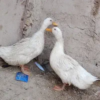 اردک نروماده