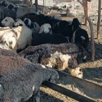 فروش فوری ۱۰ راس گوسفند