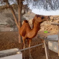 شتر