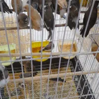 فنچ بنگالی پرستار