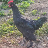 خروس محلی ۶ ماهه