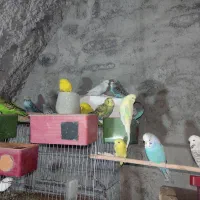 فروش انواع مرغ عشق خونگی