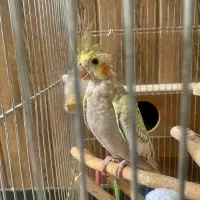 جوجه عروس هلندی