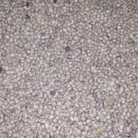 فروش لوبیا چیتی