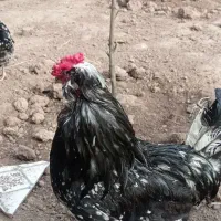 تعدادی خروس گلین مشکی خالسوزنی فروشی