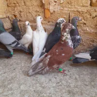کفتر بوم
