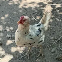 مرغ گلین