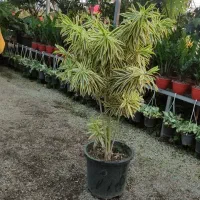 نیروی کار گلخانه