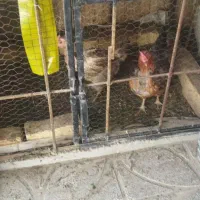قفس جهت کبوترمرغ وخروس